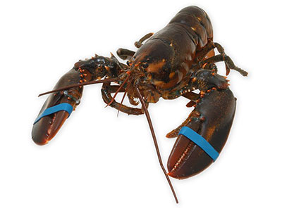 Atlantic-lobster-live